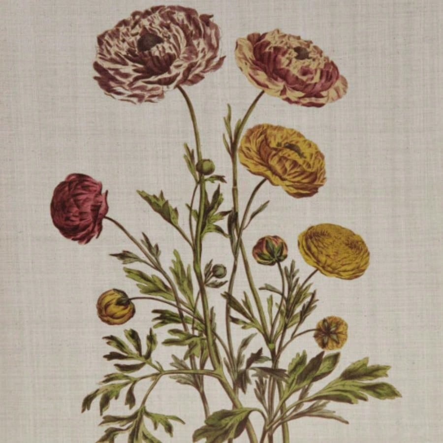 4 - piece Botanical Illustration Framed Canvas Wall Art Set