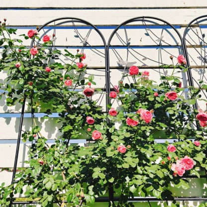 4 Pack Metal Garden Trellis 86. 19. Rustproof Trellis Climbing Plants Outdoor Flower Support Dragonfly Deco Black