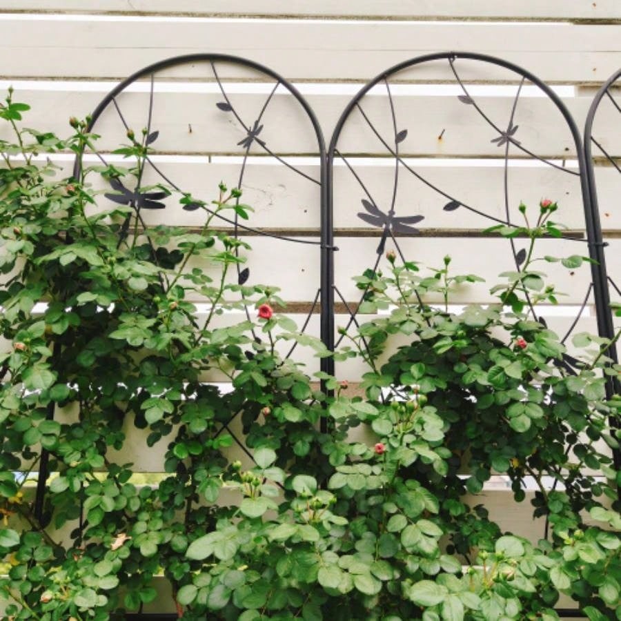 4 Pack Metal Garden Trellis 86. 19. Rustproof Trellis Climbing Plants Outdoor Flower Support Dragonfly Deco Black