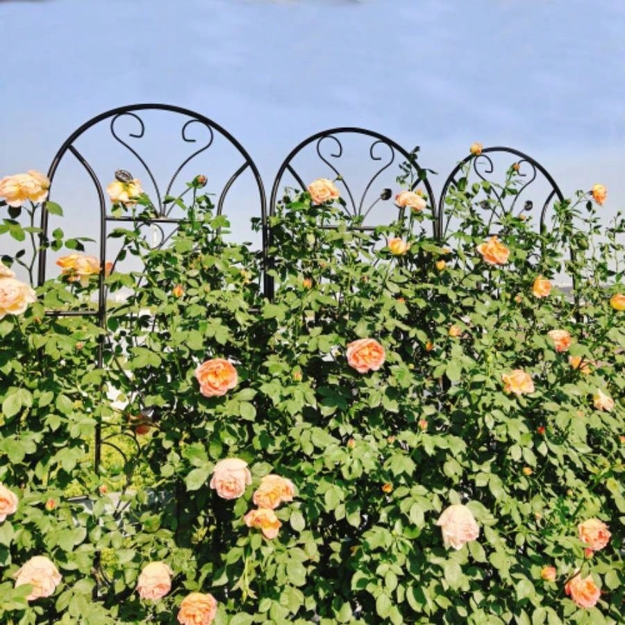 4 Pack Metal Garden Trellis 86. 19. Rustproof Trellis Climbing Plants Outdoor Flower Support Peacock Style Black