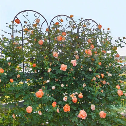 4 Pack Metal Garden Trellis 86. 19. Rustproof Trellis Climbing Plants Outdoor Flower Support Peacock Style Black