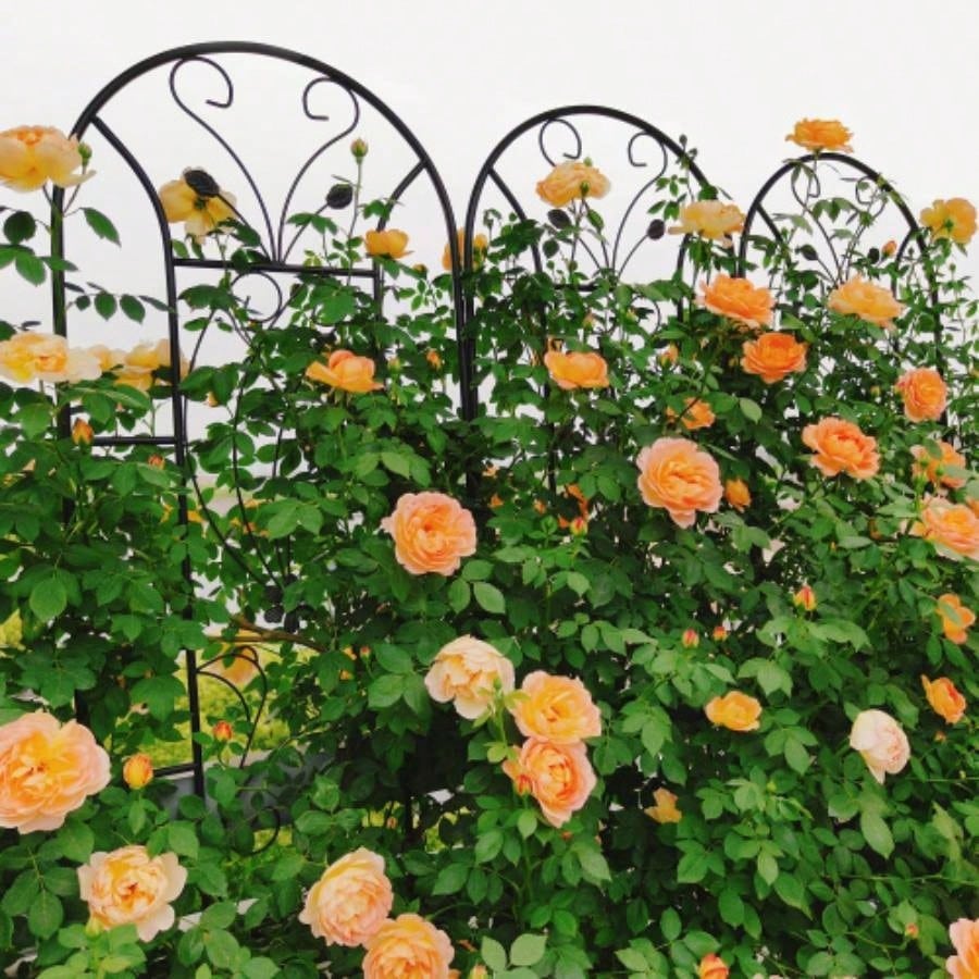 4 Pack Metal Garden Trellis 86. 19. Rustproof Trellis Climbing Plants Outdoor Flower Support Peacock Style Black
