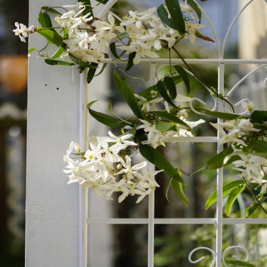 4 Pack Metal Garden Trellis 71x 19. Rustproof Trellis Climbing Plants Outdoor Flower Support White