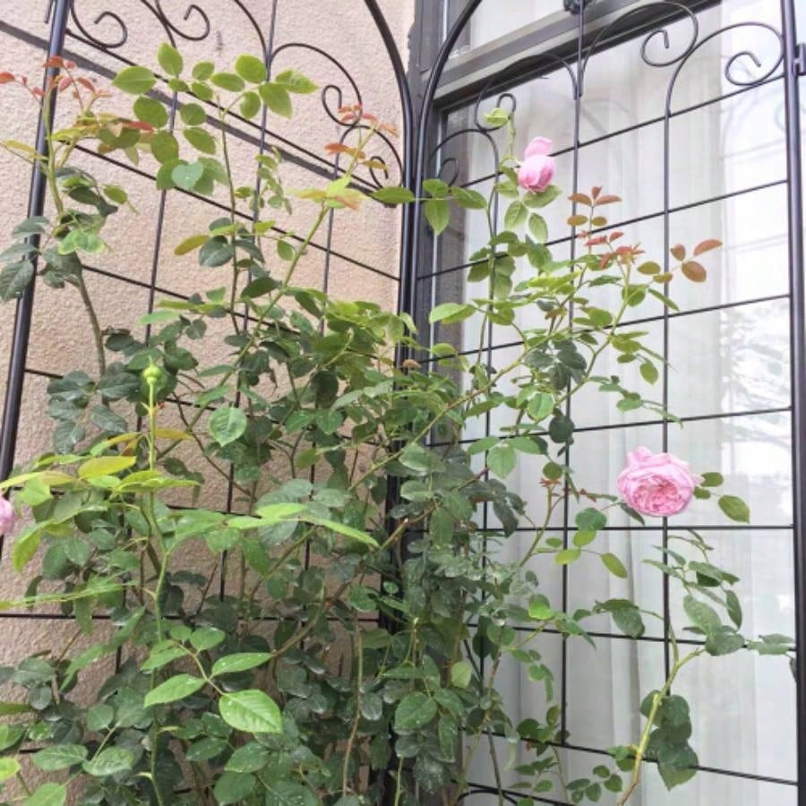 4 Pack Metal Garden Trellis Climbing Plants Outdoor 86. 19. Rustproof Plant Support Trellis Netting Trellis Black