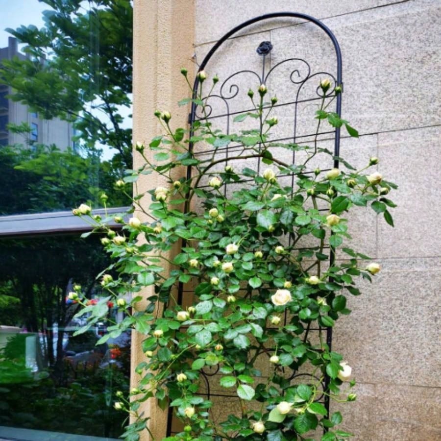 4 Pack Metal Garden Trellis Climbing Plants Outdoor 86. 19. Rustproof Plant Support Trellis Netting Trellis Black