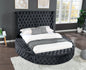 HAZEL King Size Tufted Upholstery Storage Bed made with Wood in Black