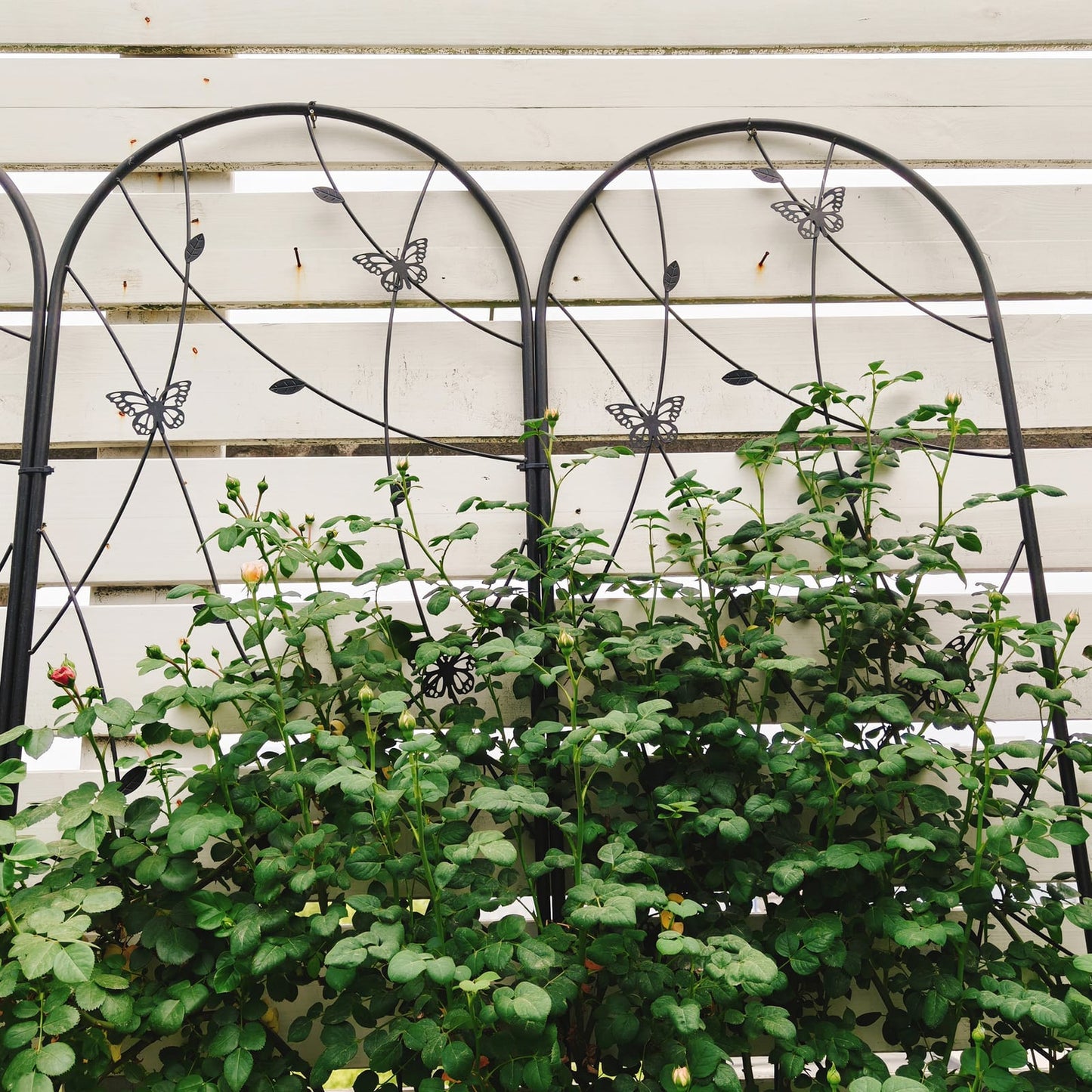 Black Butterfly Metal Garden Trellis Set - 4 Pack